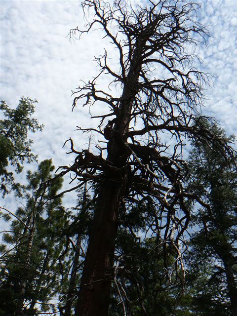 images/Hiking North Rim- Widforss Trail (13).jpg